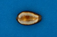 藏品(瑪瑙寶螺)的圖片